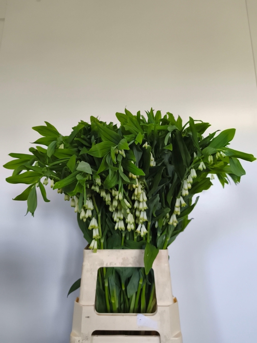 <h4>POLYGONATUM MULTIFLO</h4>