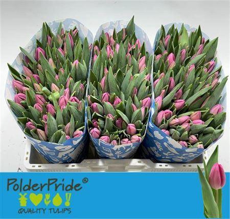 <h4>Tu En Lincoln</h4>