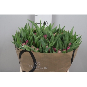 Tu Du Double Princes