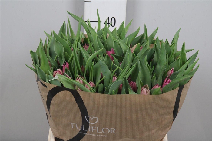 <h4>Tu Du Double Princes</h4>