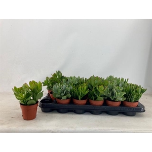 Crassula 9Ø 13cm