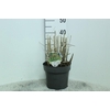 Miscanthus Sinensis Grosse Fontaene