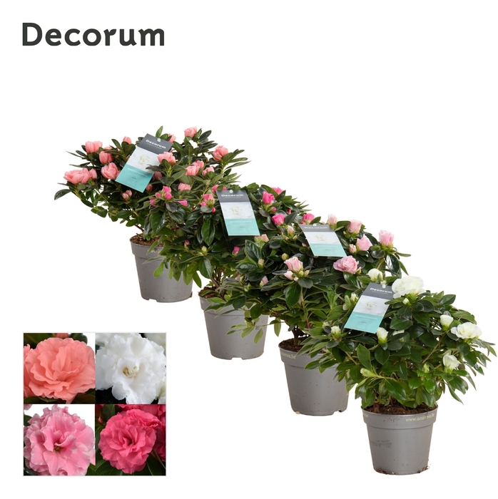 <h4>Azalea 12 cm Aiko mix - Decorum</h4>