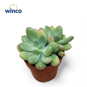 Pachyveria Dr. Cornelius (Group)