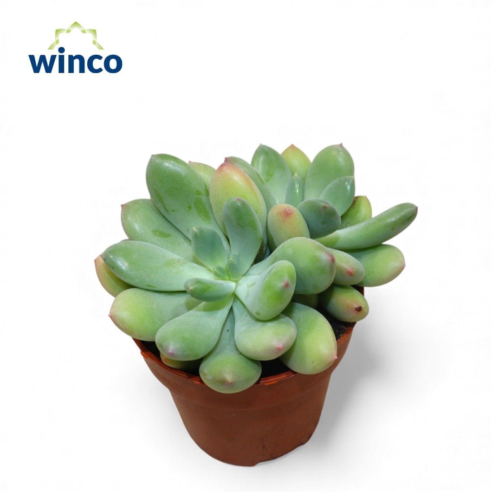 <h4>Pachyveria Dr. Cornelius (Group)</h4>