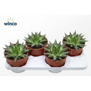 Aloe polyphylla (juveniel)