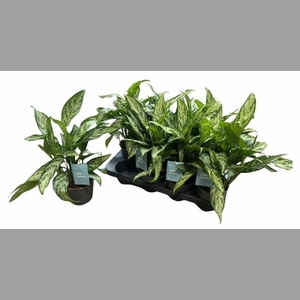 AGLAO SILVER QUEEN C