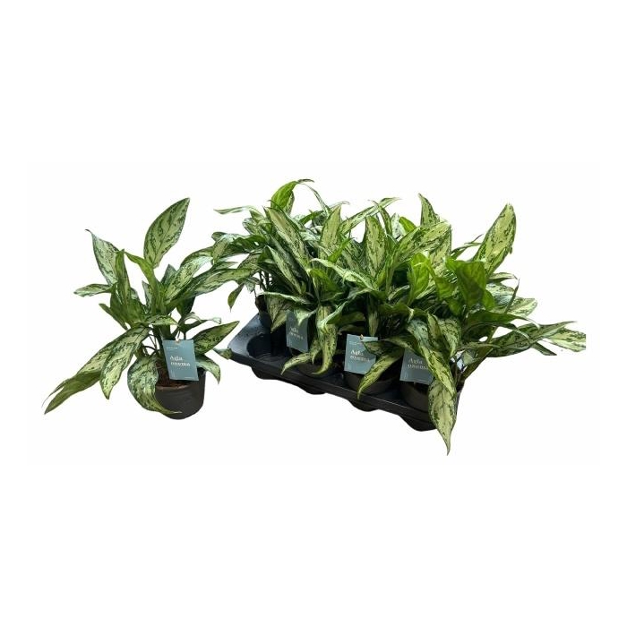 <h4>AGLAO SILVER QUEEN C</h4>