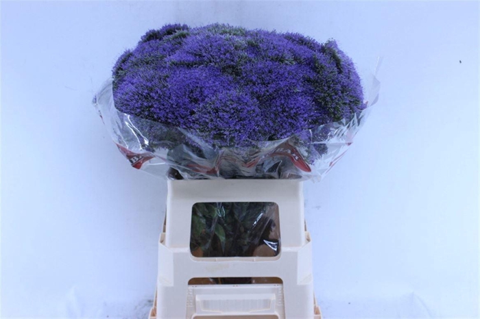 <h4>TRACH BLUE SHINE</h4>