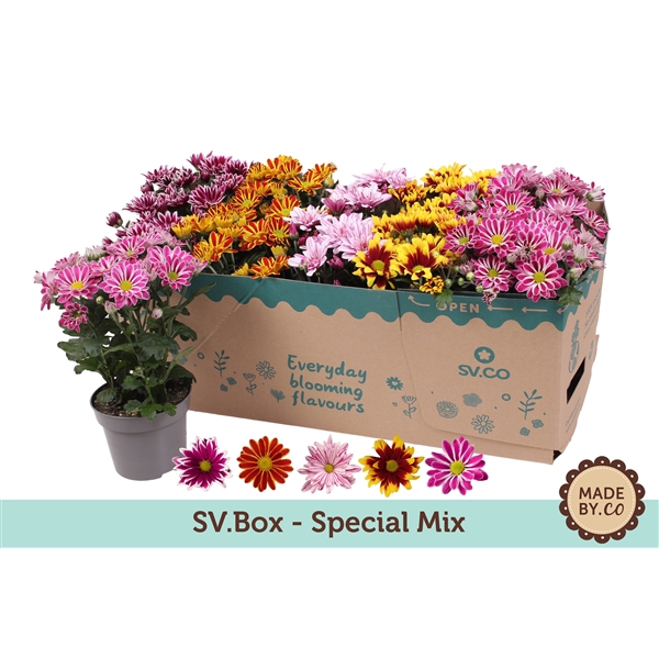 <h4>Chrysanthemum  Indicum Mix sv.box</h4>
