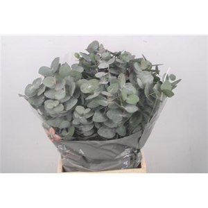 Euc Cinerea Per Bunch 150 Gram E X T R A