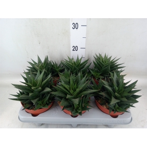 Haworthia limifolia