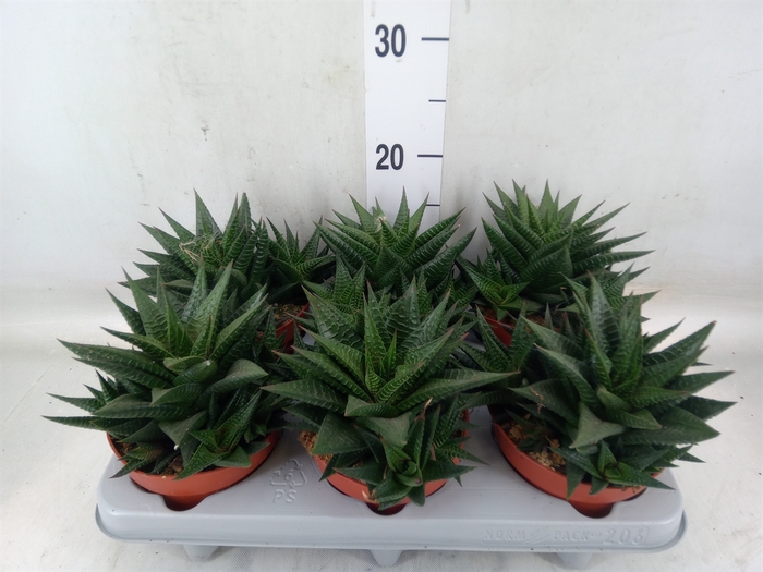 <h4>Haworthia limifolia</h4>