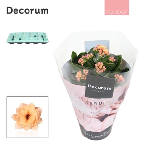 Kalanchoe Decorum TENDER - Serenity Apricot