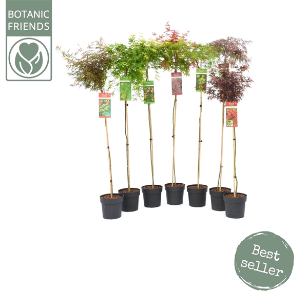 <h4>Acer palm. diverse mix</h4>