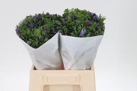 <h4>Anem Co Blue</h4>