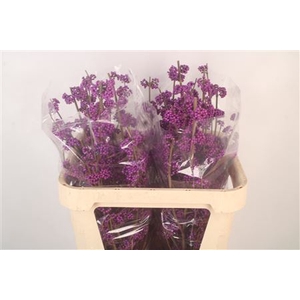Callicarpa bod profusion