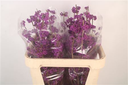 <h4>Callicarpa bod profusion</h4>