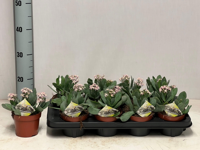 <h4>CRASS ARBOR</h4>