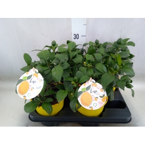 Citrus meyeri 'Meyer'