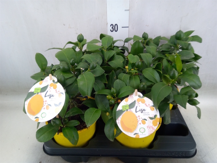 <h4>Citrus meyeri 'Meyer'</h4>