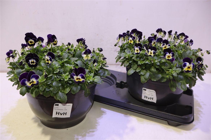 <h4>Vio Co Em Jolly Face</h4>