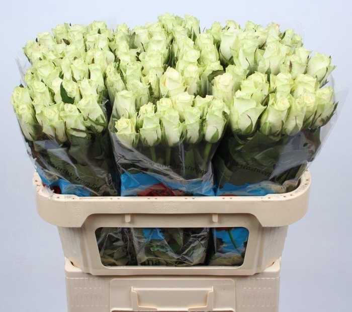 <h4>R GR ATHENA</h4>