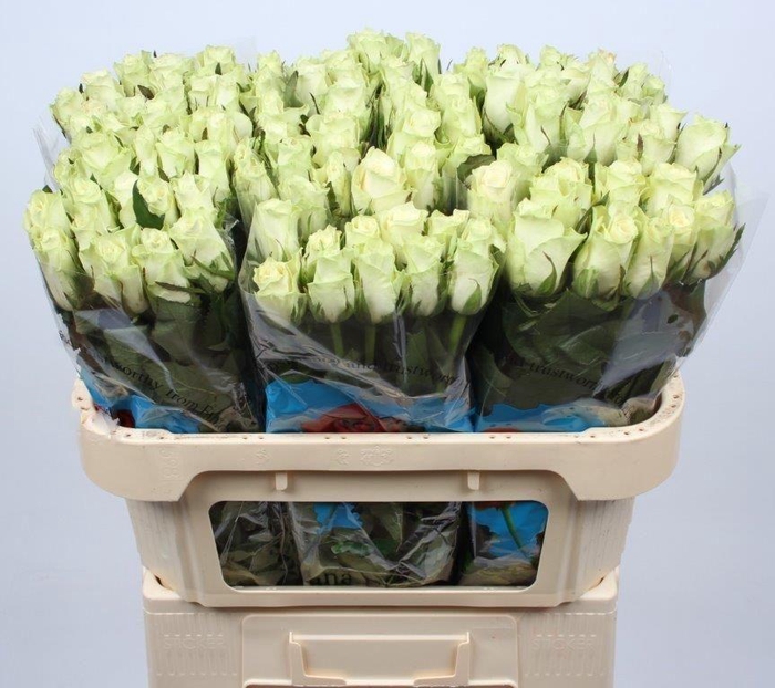 <h4>R GR ATHENA</h4>