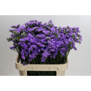 Limonium sinuatum Ana Blue