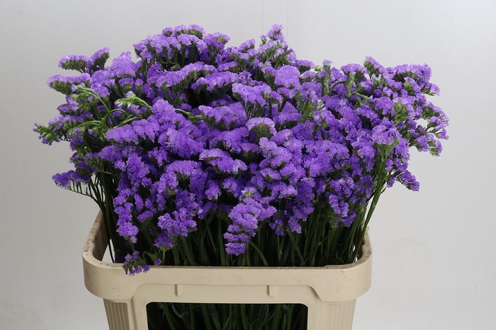 <h4>Limonium sinuatum Ana Blue</h4>