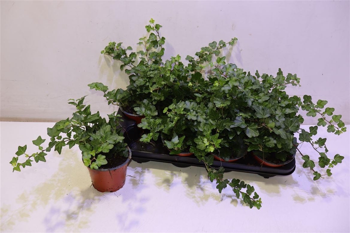 <h4>Hed He Wonder</h4>