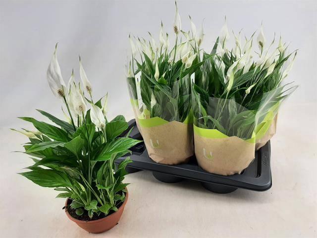 <h4>SPATH CHOPIN</h4>