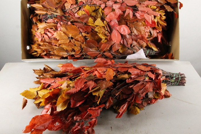 <h4>PF Beech Leafs Bs Autumn 150g</h4>