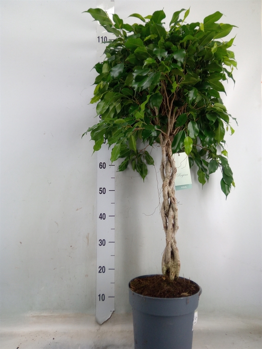 <h4>Ficus benja. 'Danielle'</h4>