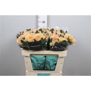 Chr G Kalimba Salmon