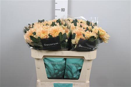 Chr G Kalimba Salmon