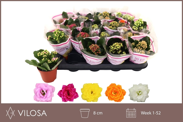 <h4>KAL GE GEM 5 KL</h4>