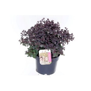 Sedum telephium Seduction Rosé Soir
