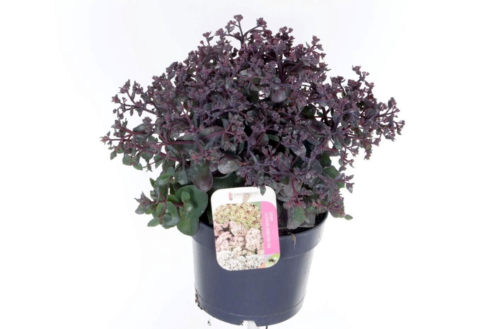 <h4>Sedum telephium Seduction Rosé Soir</h4>