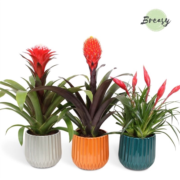 <h4>Bromelia Royal Stylish - 12cm in Milaan | Mimesis</h4>