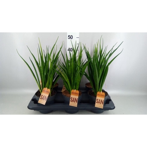 Sansevieria kirkii 'Friends'