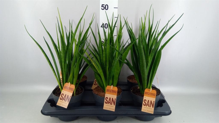 <h4>Sansevieria kirkii 'Friends'</h4>