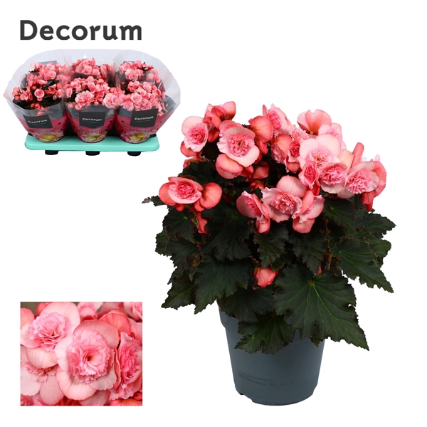 <h4>Begonia ''joy pink'' licht rose Decorum</h4>