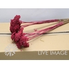 Dried achillea paint cerise