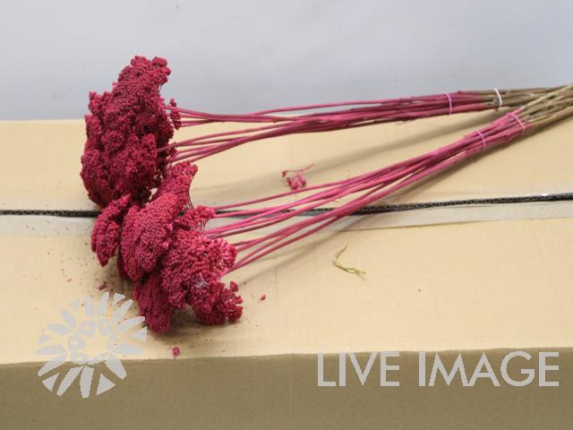 Dried achillea paint cerise