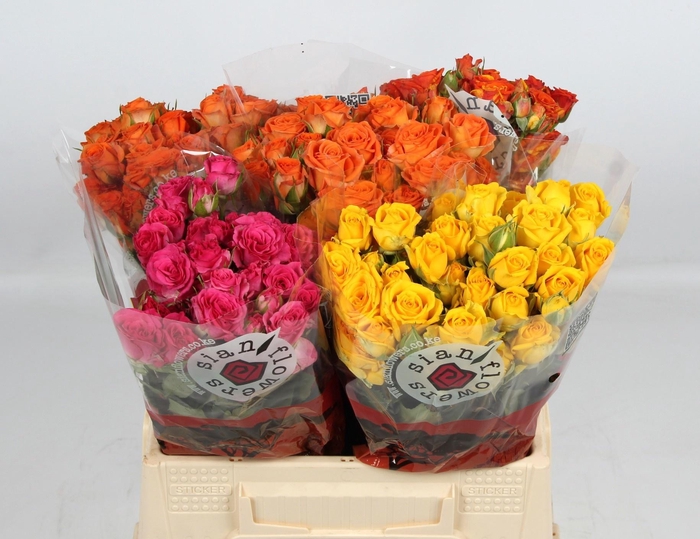 <h4>R TR GEM IN FUST</h4>