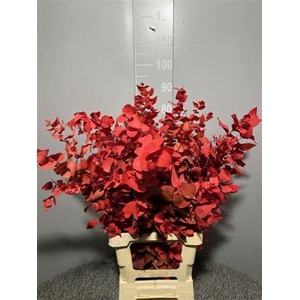 Dr Stuart Stab Red Mat