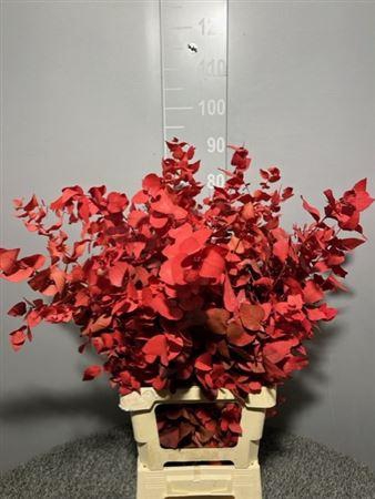 <h4>Dr Stuart Stab Red Mat</h4>