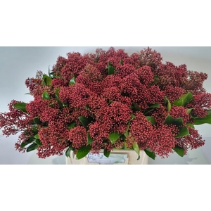 Skimmia Rubella Kuijpers