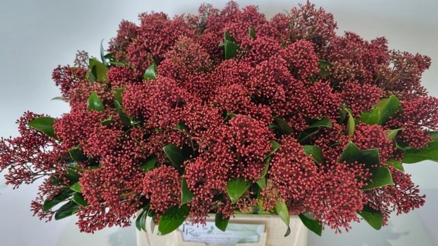 <h4>Skimmia Rubella Kuijpers</h4>